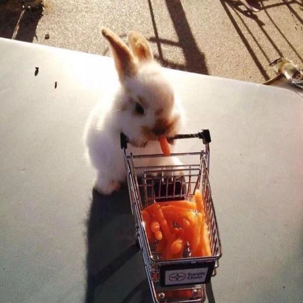 Meet your Posher, Isabel